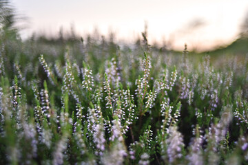 Scotch Heather flowers blooming, photographed in Scotland in beautiful evening light using a narrow...