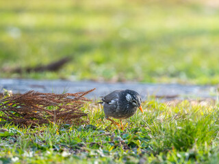 地面を歩くムクドリ