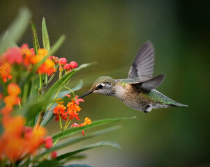 Green Hummingbird Orange Flowers