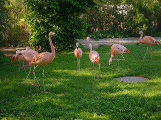 Pink Flamingo at Frankfurt Zoo, sunset time