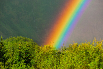 Bunter Regenbogen über Grünen Bäumen