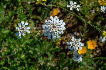 Flores silvestres, iberis carnosa