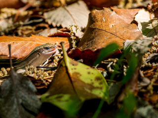 落ち葉とニホントカゲ
