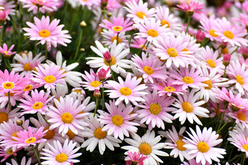 Pink and White Flower Patch