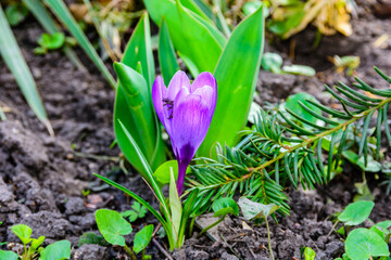 Violet crocus flower in a forest at early spring