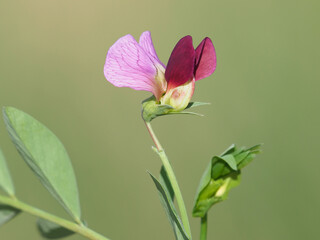 Flower of wild pea plant, Pisum sativum