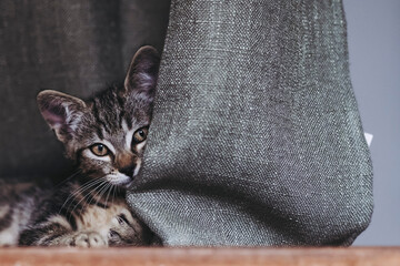 Adorable chaton tigré gris à la maison
