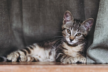 Adorable chaton tigré gris à la maison