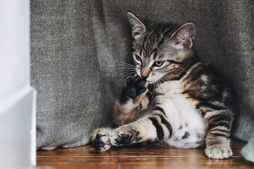 Portrait d'un adorable chaton tigré gris en train de faire sa toilette