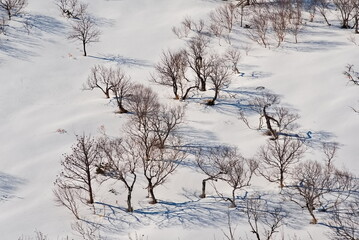 Russia. Far East, Iturup Island. Contrasting thickets of stone birch with gnarled trunks on the snow-covered slopes of volcanoes.