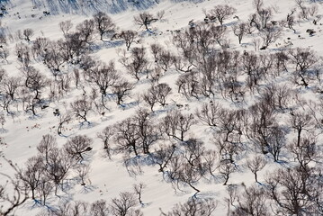 Russia. Far East, Iturup Island. Contrasting thickets of stone birch with gnarled trunks on the snow-covered slopes of volcanoes.