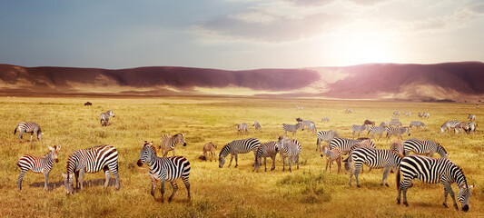 Herd of zebras in the Ngorongoro Crater at sunset. Africa. Tanzania.