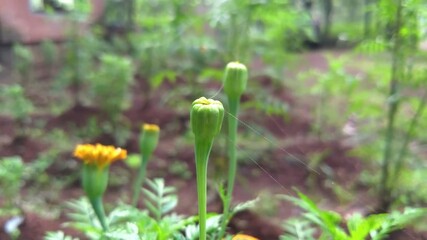 ***Beautiful Photo of Impressive Germinated Marigold Flower Buds. May come in your need***