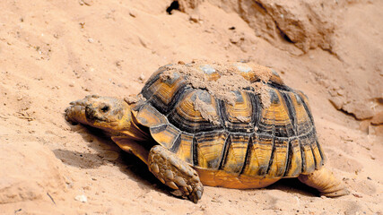 Żółw Stepowy © Darcos