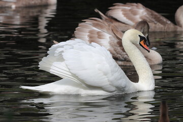 Naklejka premium Swan on River Chelmer, Chelmsford, Essex, England