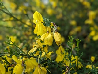 yellow flowers in spring