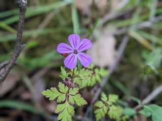 flowers in the garden