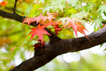 단풍, maple leaf, tinged autumnal leaf