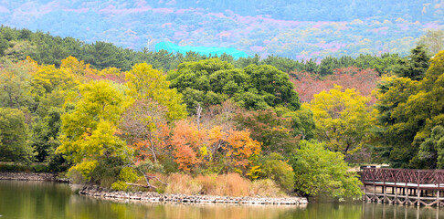 단풍, maple leaf, tinged autumnal leaf