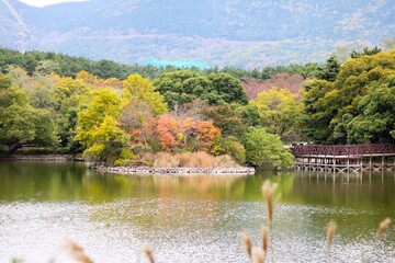 단풍, maple leaf, tinged autumnal leaf