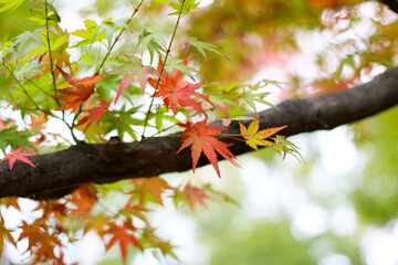 단풍, maple leaf, tinged autumnal leaf