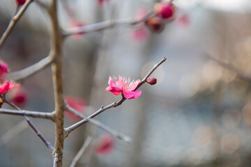 매화, plum blossom