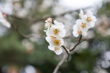 매화, plum blossom