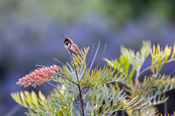 Allen's hummingbird scratching an itch