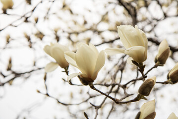 목련, magnolia © 태현 손