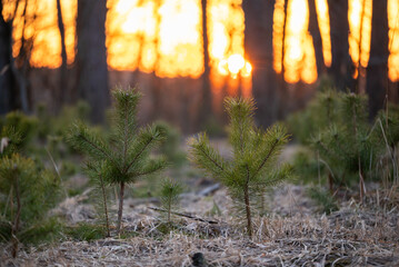 Close up of small pine trees on the clearing in the forest, golden sunset on the background....