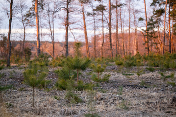 Young pine tree seedlings in the woods, orange sunset light on the background. Concept of forestry, renewable natural resources
