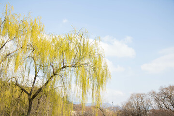 Fototapeta premium 수양버들, weeping willow