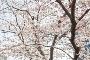 벚꽃, cherry blossoms