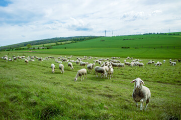 Fototapeta na wymiar Flock of sheep in mountain meadow