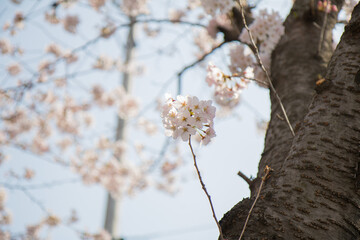 벚꽃, cherry blossoms