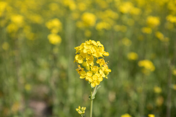 유채꽃, canola flower