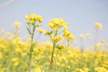 유채꽃, canola flower