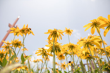 루드베키아, rudbeckia