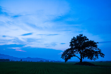 Obraz premium 나무, tree