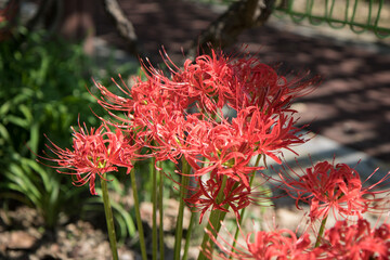 꽃무릇, Lycoris radiata, Red Spider Lily