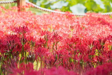 꽃무릇, lycoris radiata, red spider lily