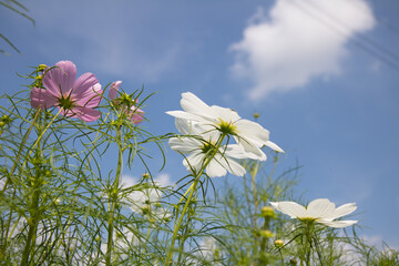 코스모스, cosmos, mexican aster