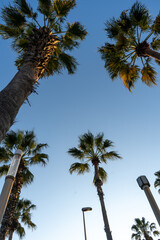 Palm trees on a seafront in Barcelona city. View from the bottom. Blue sky on the background.