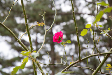 동백, camellia flower