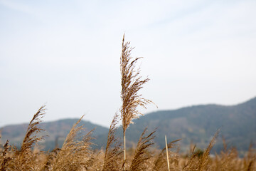 Fototapeta premium 억새, silver grass