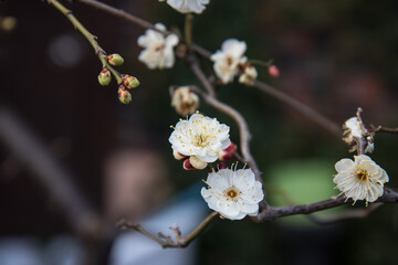 매화, plum blossom
