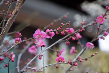 매화, plum blossom