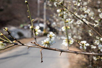 매화, plum blossom