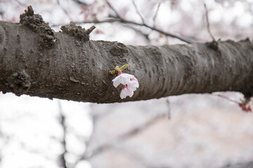 벚꽃, cherry blossoms