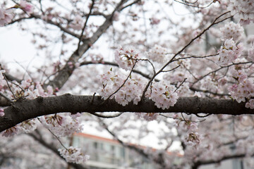 벚꽃, cherry blossoms